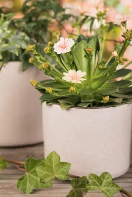 Lewisia cotyledon (Bitterkruid) - afbeelding 45