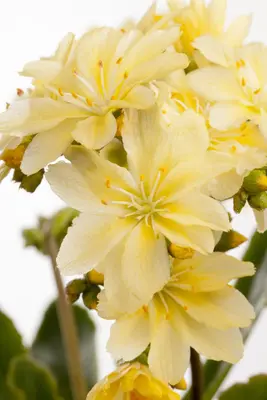 Lewisia cotyledon (Bitterkruid) - afbeelding 12