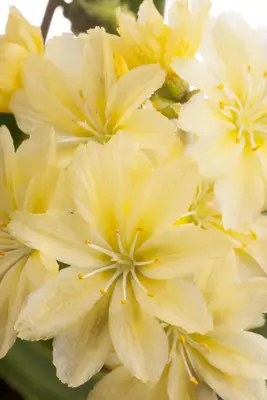Lewisia cotyledon (Bitterkruid) - afbeelding 13