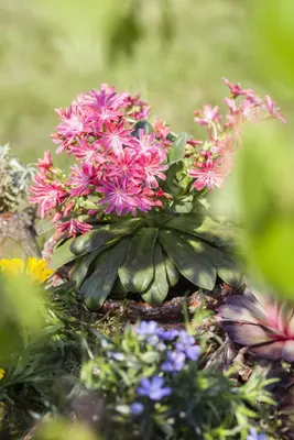 Lewisia cotyledon (Bitterkruid) - afbeelding 15