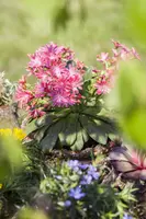 Lewisia cotyledon (Bitterkruid) - afbeelding 15