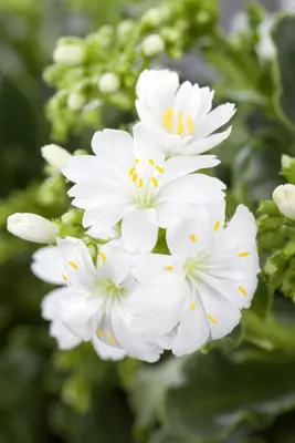 Lewisia cotyledon (Bitterkruid) - afbeelding 18