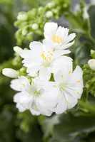 Lewisia cotyledon (Bitterkruid) - afbeelding 18
