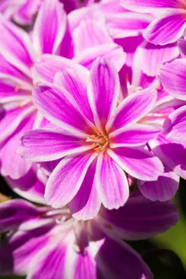 Lewisia cotyledon (Bitterkruid) - afbeelding 28