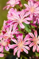 Lewisia cotyledon (Bitterkruid) - afbeelding 30