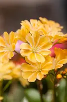Lewisia cotyledon (Bitterkruid) - afbeelding 35