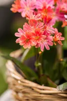 Lewisia cotyledon (Bitterkruid) - afbeelding 36