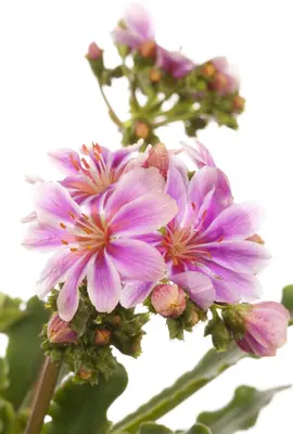 Lewisia cotyledon (Bitterkruid) - afbeelding 6