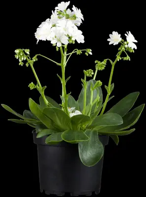Lewisia cotyledon (Bitterkruid) - afbeelding 16