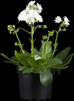 Lewisia cotyledon (Bitterkruid) - afbeelding 16