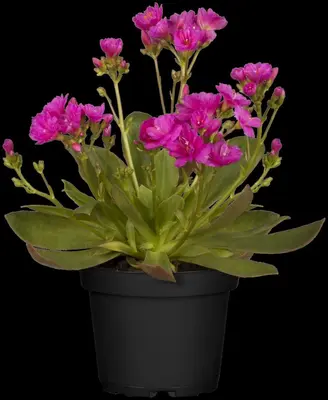 Lewisia cotyledon (Bitterkruid) - afbeelding 39