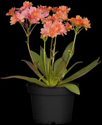 Lewisia cotyledon (Bitterkruid) - afbeelding 32