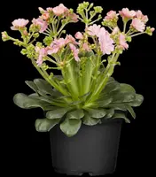 Lewisia cotyledon (Bitterkruid) - afbeelding 20