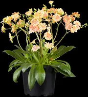 Lewisia cotyledon (Bitterkruid) - afbeelding 17