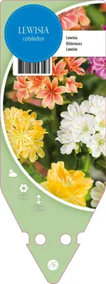 Lewisia Cotyledon (Bitterkruid) - afbeelding 1