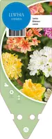 Lewisia Cotyledon (Bitterkruid) - afbeelding 1