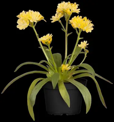 Lewisia cotyledon (Bitterkruid) - afbeelding 40