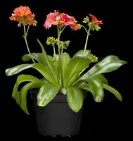 Lewisia cotyledon (Bitterkruid) - afbeelding 49
