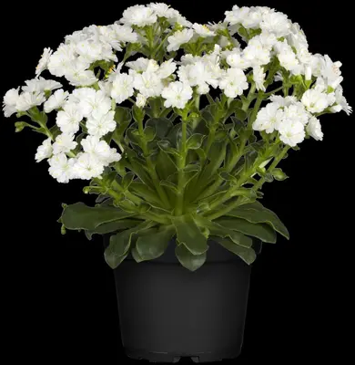 Lewisia cotyledon (Bitterkruid) - afbeelding 24