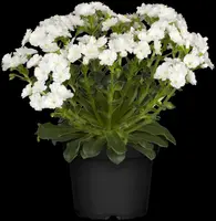 Lewisia cotyledon (Bitterkruid) - afbeelding 24