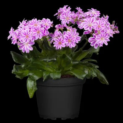 Lewisia cotyledon (Bitterkruid) - afbeelding 48