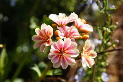 Lewisia cotyledon (Bitterkruid) - afbeelding 50