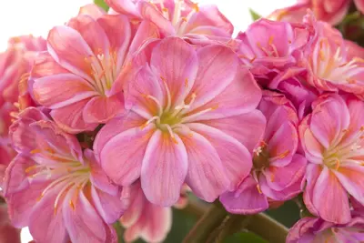 Lewisia cotyledon (Bitterkruid) - afbeelding 10