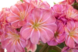 Lewisia cotyledon (Bitterkruid) - afbeelding 10
