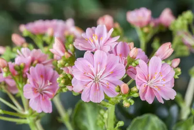 Lewisia cotyledon (Bitterkruid) - afbeelding 23