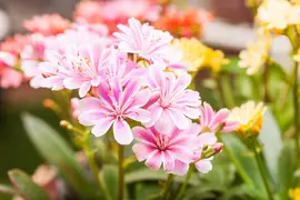 Lewisia cotyledon (Bitterkruid) - afbeelding 33