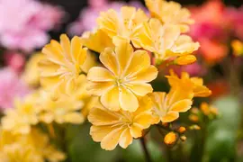 Lewisia cotyledon (Bitterkruid) - afbeelding 34