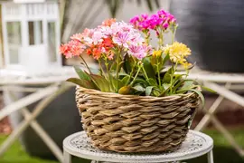 Lewisia cotyledon (Bitterkruid) - afbeelding 38