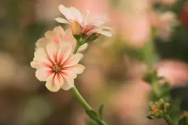 Lewisia cotyledon (Bitterkruid) - afbeelding 46