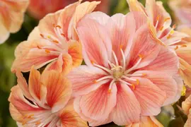 Lewisia cotyledon (Bitterkruid) - afbeelding 4