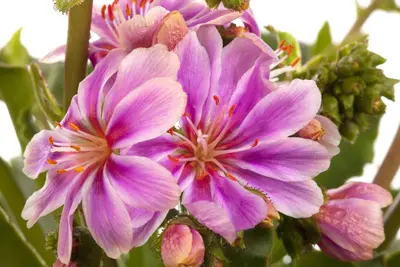 Lewisia cotyledon (Bitterkruid) - afbeelding 7