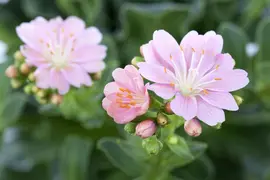 Lewisia cotyledon (Bitterkruid) - afbeelding 19