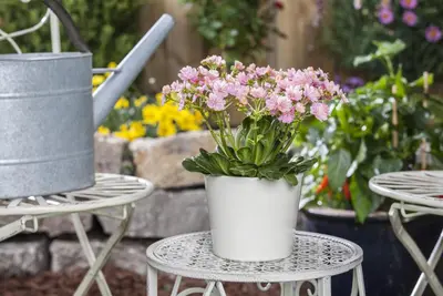 Lewisia cotyledon (Bitterkruid) - afbeelding 21