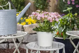 Lewisia cotyledon (Bitterkruid) - afbeelding 21