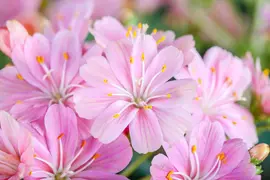 Lewisia cotyledon (Bitterkruid) - afbeelding 26
