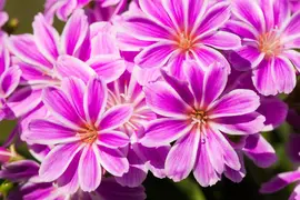Lewisia cotyledon (Bitterkruid) - afbeelding 27