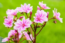 Lewisia cotyledon (Bitterkruid) - afbeelding 41