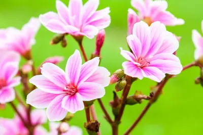Lewisia cotyledon (Bitterkruid) - afbeelding 42