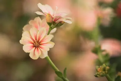 Lewisia cotyledon (Bitterkruid) - afbeelding 46