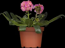 Lewisia cotyledon (Bitterkruid) - afbeelding 3
