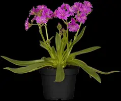 Lewisia cotyledon (Bitterkruid) - afbeelding 37
