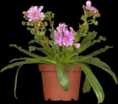 Lewisia cotyledon (Bitterkruid) - afbeelding 2
