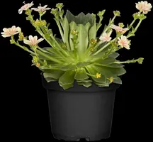 Lewisia cotyledon (Bitterkruid) - afbeelding 44