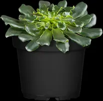 Lewisia cotyledon (Bitterkruid) - afbeelding 14