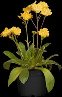 Lewisia Cotyledon (Bitterkruid) - afbeelding 34