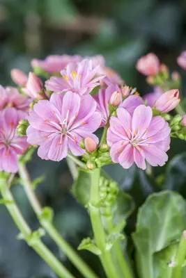Lewisia Cotyledon (Bitterkruid) - afbeelding 25